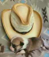Malibu, a male Pembroke Welsh Corgi for sale in Ben Wheeler, TX – 2 of 2