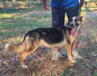 Mindy, a female German Shepherd Dog for sale in Rapid City, SD – 3 of 8