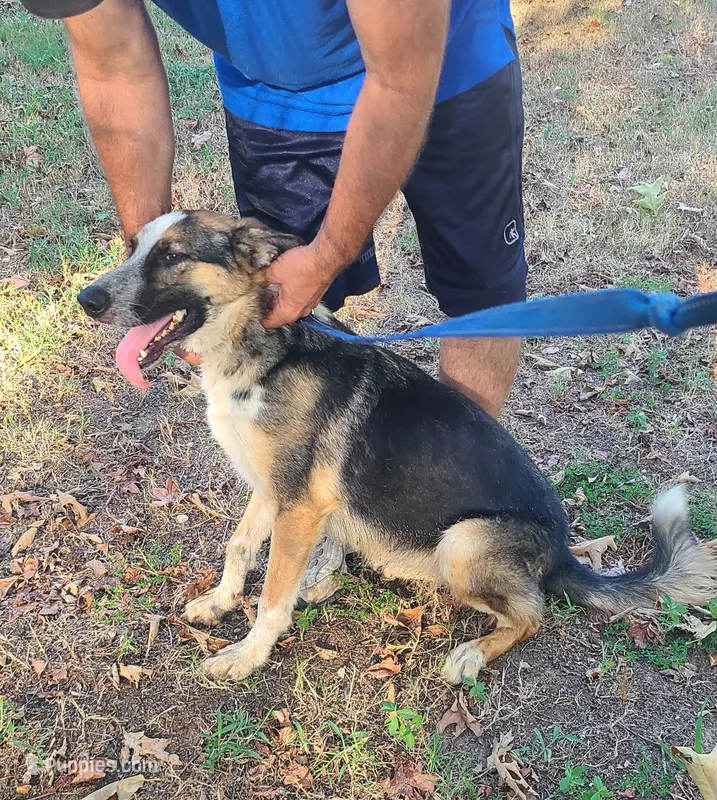 Mindy – German Shepherd Dog puppy for sale in Rapid City, SD