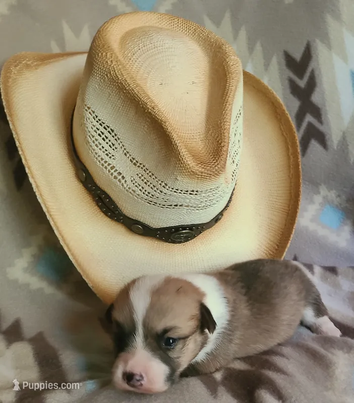Malibu – Pembroke Welsh Corgi puppy for sale in Ben Wheeler, TX
