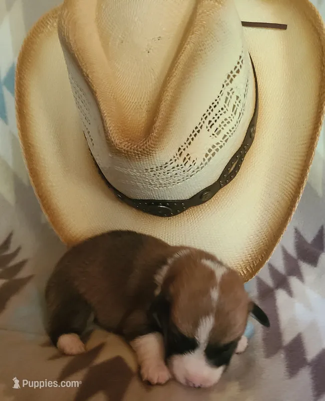 Blazer – Pembroke Welsh Corgi puppy for sale in Ben Wheeler, TX