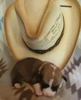 Blazer, a male Pembroke Welsh Corgi for sale in Ben Wheeler, TX – 1 of 2