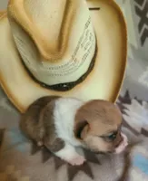 Mustang, a male Pembroke Welsh Corgi for sale in Ben Wheeler, TX – 2 of 2