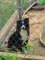 Daisy, a female Toy Australian Shepherd for sale in Ben Wheeler, TX – Photo 2 of 2