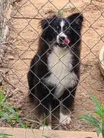Daisy, a female Toy Australian Shepherd for sale in Ben Wheeler, TX – Photo 1 of 2