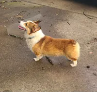 Cheyenne , a female Pembroke Welsh Corgi for sale in Ben Wheeler, TX – 4 of 4