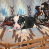 Cheyenne , a female Pembroke Welsh Corgi for sale in Brush, CO – 1 of 6