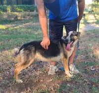 Mindy, a female German Shepherd Dog for sale in Rapid City, SD – 4 of 8