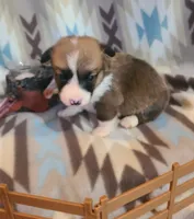 Blazer, a male Pembroke Welsh Corgi for sale in Brush, CO – 2 of 4