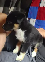Nelly, a female Toy Australian Shepherd for sale in Ben Wheeler, TX – 6 of 6