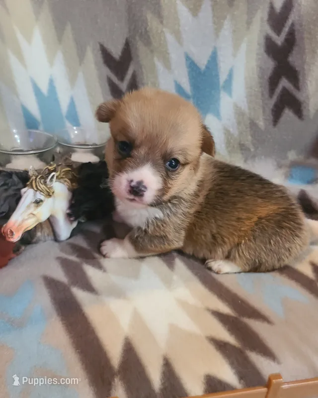 Mustang – Pembroke Welsh Corgi puppy for sale in Brush, CO