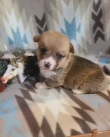 Mustang, a male Pembroke Welsh Corgi for sale in Brush, CO – 1 of 4