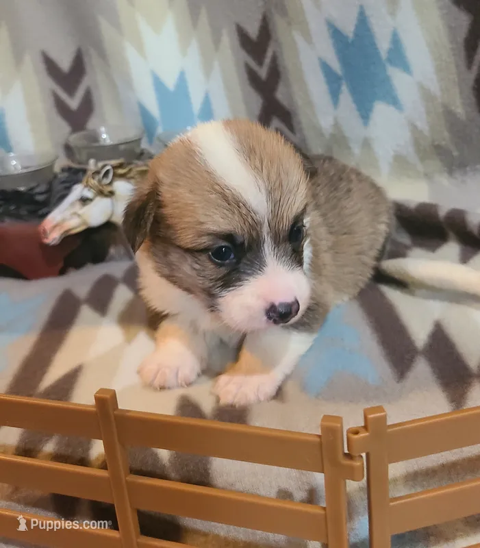 Malibu – Pembroke Welsh Corgi puppy for sale in Brush, CO