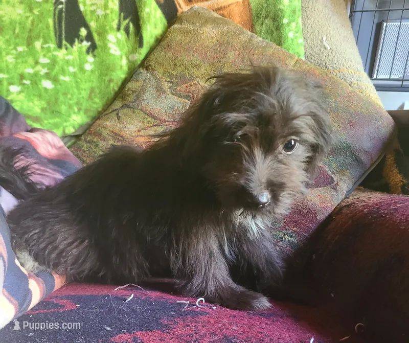 Rodney, a male Miniature Aussiedoodle for sale in Ben Wheeler, TX – Photo 1 of 2