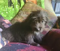 Rodney, a male Miniature Aussiedoodle for sale in Ben Wheeler, TX – Photo 1 of 2
