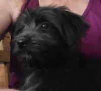 Rodney, a male Miniature Aussiedoodle for sale in Ben Wheeler, TX – Photo 2 of 2