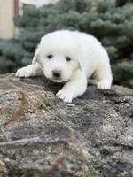Yukon LGD, a male Anatolian Shepherd Dog and Maremma Sheepdog for sale in Hillsboro, OH – 2 of 9
