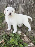 River LGD, a female Anatolian Shepherd Dog and Maremma Sheepdog for sale in Hillsboro, OH – 9 of 10