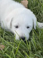 Willow LGD, a female Anatolian Shepherd Dog and Maremma Sheepdog for sale in Hillsboro, OH – 8 of 10