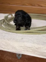 Molly, a female Miniature Dachshund for sale in Hillsboro, OH – Photo 5 of 10