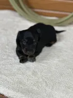 Molly, a female Miniature Dachshund for sale in Hillsboro, OH – Photo 10 of 10