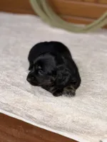 Molly, a female Miniature Dachshund for sale in Hillsboro, OH – Photo 6 of 10