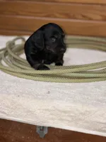 Molly, a female Miniature Dachshund for sale in Hillsboro, OH – Photo 4 of 10