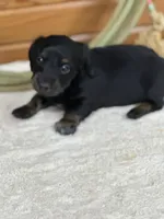 Molly, a female Miniature Dachshund for sale in Hillsboro, OH – Photo 8 of 10