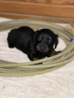 Molly, a female Miniature Dachshund for sale in Hillsboro, OH – Photo 2 of 10