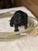 Molly, a female Miniature Dachshund for sale in Hillsboro, OH – Photo 7 of 10