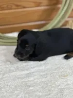 Molly, a female Miniature Dachshund for sale in Hillsboro, OH – Photo 9 of 10