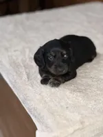 Molly, a female Miniature Dachshund for sale in Hillsboro, OH – Photo 1 of 10