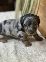 Penny, a female Miniature Dachshund for sale in Hillsboro, OH – Photo 10 of 10