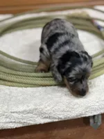 Penny, a female Miniature Dachshund for sale in Hillsboro, OH – Photo 9 of 10