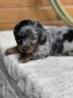 Penny, a female Miniature Dachshund for sale in Hillsboro, OH – Photo 5 of 10