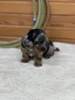 Penny, a female Miniature Dachshund for sale in Hillsboro, OH – Photo 2 of 10