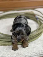 Penny, a female Miniature Dachshund for sale in Hillsboro, OH – Photo 8 of 10