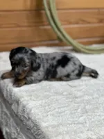 Penny, a female Miniature Dachshund for sale in Hillsboro, OH – Photo 3 of 10