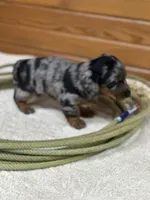 Penny, a female Miniature Dachshund for sale in Hillsboro, OH – Photo 7 of 10