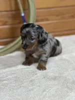 Penny, a female Miniature Dachshund for sale in Hillsboro, OH – Photo 6 of 10