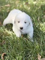 Samson LGD, a male Anatolian Shepherd Dog and Maremma Sheepdog for sale in Hillsboro, OH – 8 of 10