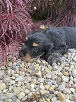 Mr. Wiggles AKC, a male Miniature Dachshund for sale in Hillsboro, OH – 9 of 10