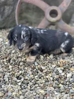 Oscar, a male Miniature Dachshund for sale in Hillsboro, OH – Photo 3 of 10