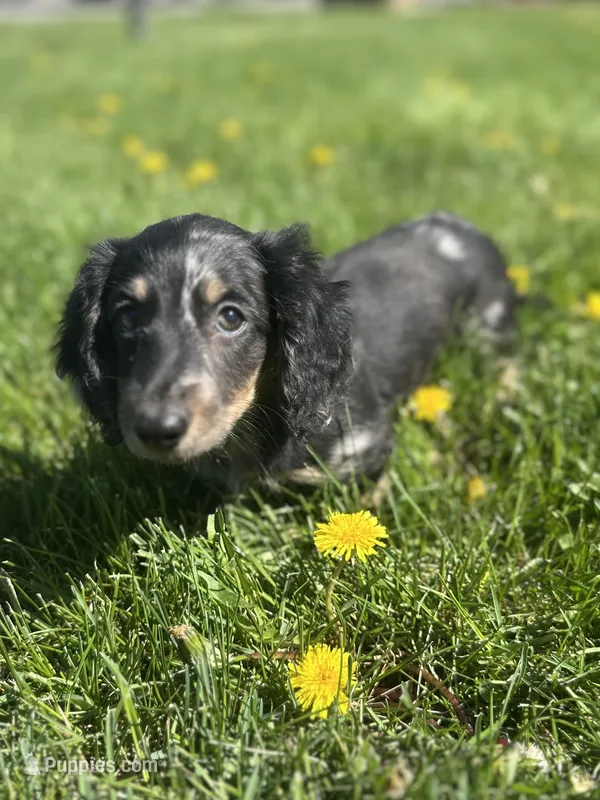 Oscar – Miniature Dachshund puppy for sale in Hillsboro, OH