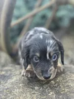 Oscar, a male Miniature Dachshund for sale in Hillsboro, OH – Photo 5 of 10