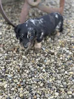Oscar, a male Miniature Dachshund for sale in Hillsboro, OH – Photo 8 of 10