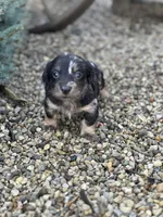 Oscar, a male Miniature Dachshund for sale in Hillsboro, OH – Photo 9 of 10