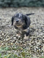 Oscar, a male Miniature Dachshund for sale in Hillsboro, OH – Photo 7 of 10