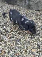 Oscar, a male Miniature Dachshund for sale in Hillsboro, OH – Photo 10 of 10