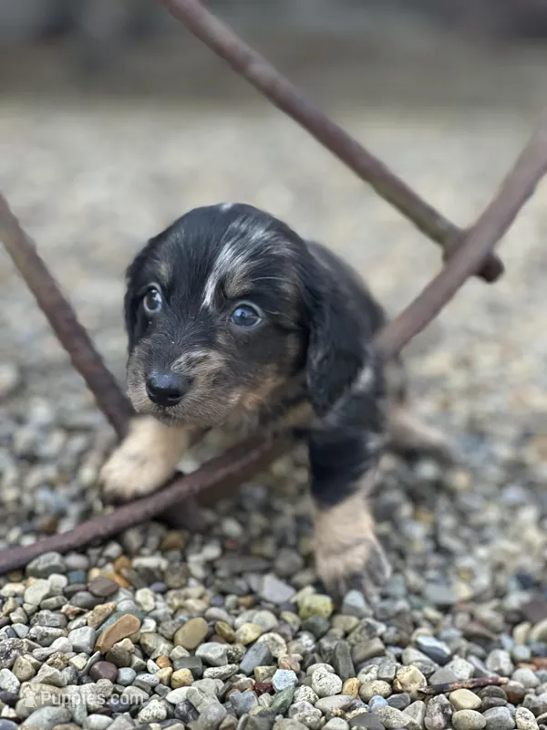 Oscar – Miniature Dachshund puppy for sale in Hillsboro, OH